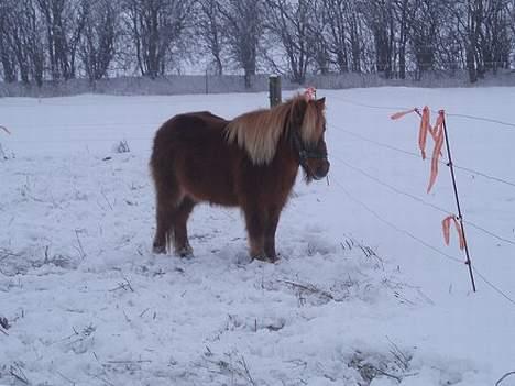Anden særlig race Aalekrogens Rikke *R.I.P* billede 8