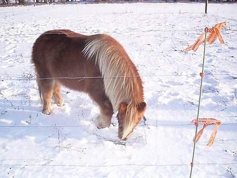 Anden særlig race Aalekrogens Rikke *R.I.P* billede 9