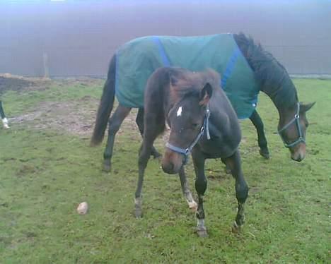 Traver Oventus  (solgt) billede 14