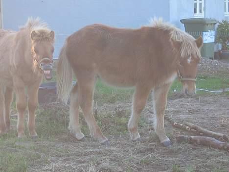 Islænder Ubbi fra Vestergaard - Den ene ser mere snu ud end den anden :) billede 18