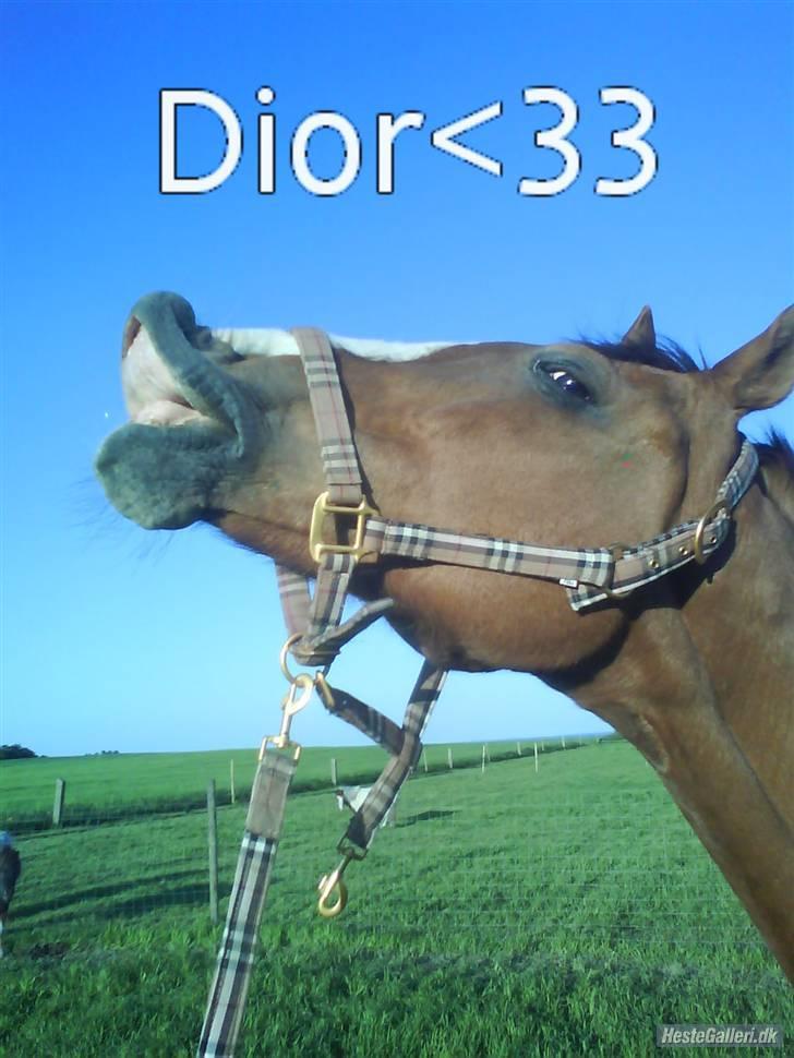 Fuldblod (XX) Dior - Gallop på marken billede 18