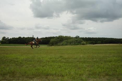 Fuldblod (XX) Dior - gallop på marken billede 19