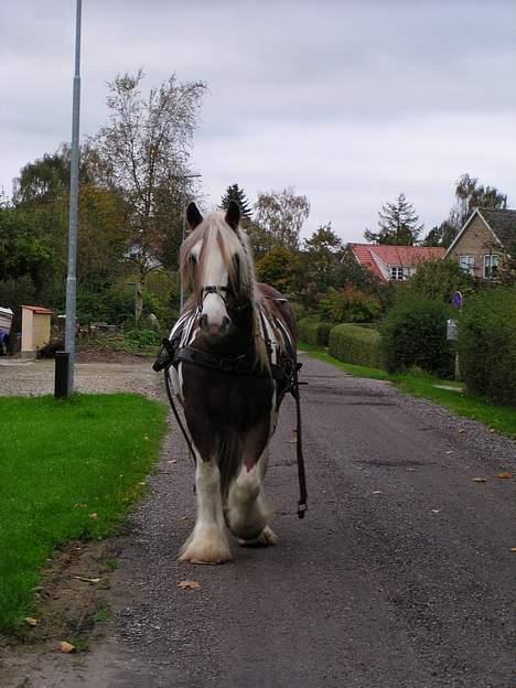 Irish Cob Igor's Lucky Luke SOLGT - Det går da fint billede 19