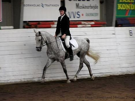 Connemara Fantacy *solgt* - opvarmning. billede 20