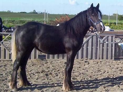 Irish Cob Bigumsgårds Dina  - Dina 1 år. 2005. billede 3