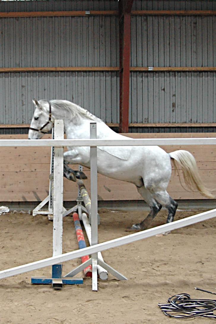 Anden særlig race Solis billede 20