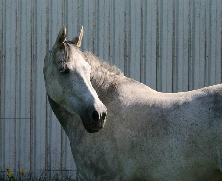 Anden særlig race Chanel <3 †Aflivet† - Mig, er lækker xD *NYT* billede 11