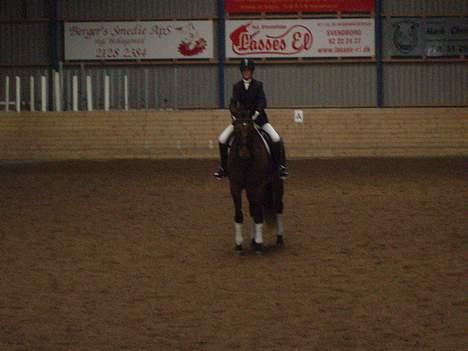 Dansk Varmblod Macon - Til stævne, her rider vi LA1  billede 10