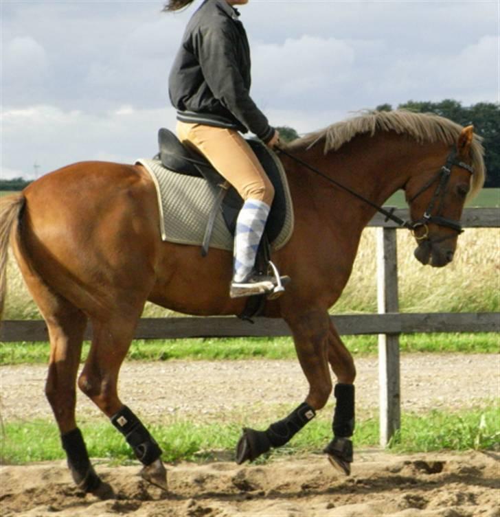 Tysk Sportspony Nørlunds Westpoint solgt - Begyndt galop pirouette. billede 17