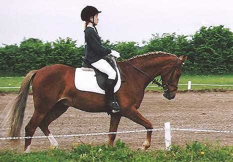 Tysk Sportspony Nørlunds Westpoint solgt - mig og Eddie et par måneder efter jeg havde fået ham :D der er godt nok sket meget med os siden :D er 12 på billedet og han er 4. billede 18