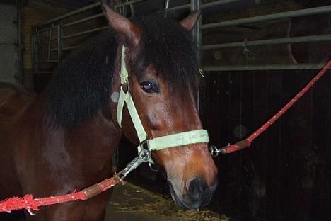 Anden særlig race Flicka  <3 den hurtige billede 10