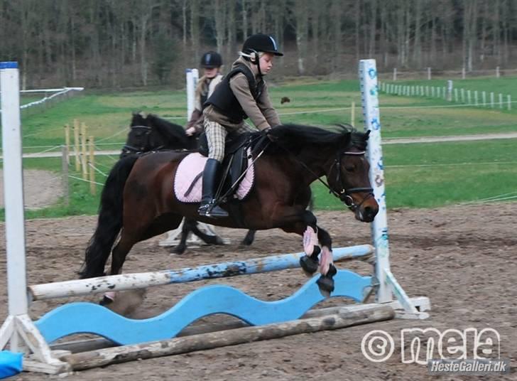 Anden særlig race Flicka  <3 den hurtige - *NYYT!* Flicka og Johanne igen(;<3 Foto: Mela xD billede 11