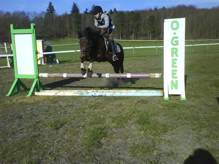 Anden særlig race Flicka  <3 den hurtige - *NYT* Træning d. 14/4 .. SØØD!! O: billede 13