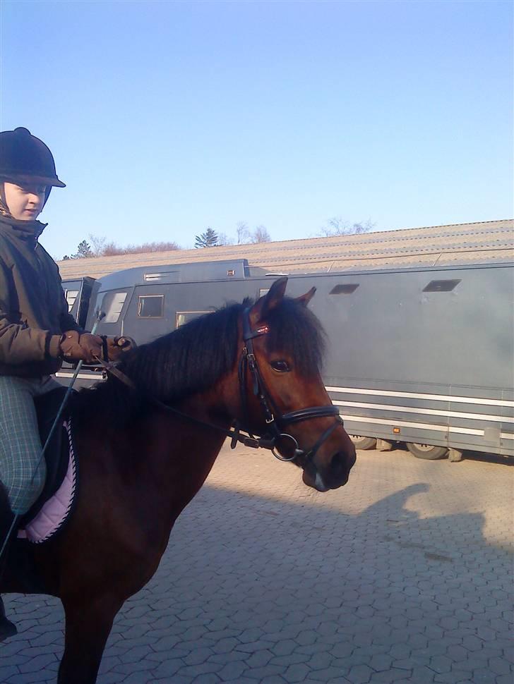 Anden særlig race Flicka  <3 den hurtige - *NYYT!* Flicka i profil(;<3 Foto: Josephine xb (LLL´ billede 14