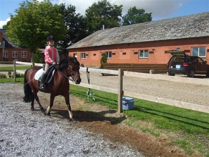 Anden særlig race Flicka  <3 den hurtige billede 16