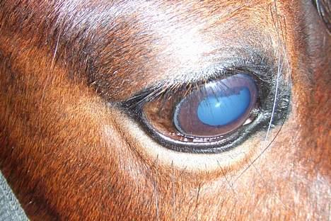 Anden særlig race Flicka  <3 den hurtige - hun har bare et smuk øje ! billede 17