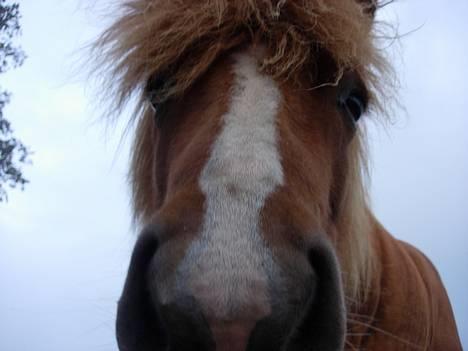 Islænder Pytla fra Hjortedal - Pytla <3 <3 <3 billede 1