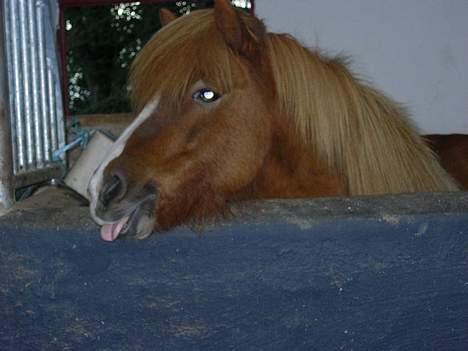 Islænder Pytla fra Hjortedal - Rækker lige tunge ;P  billede 2