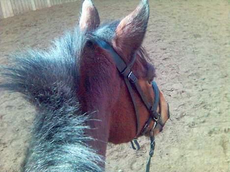 Connemara Disney's Fedtmule SOLGT - SMID EN BEDØMMELSE ! :D  billede 2