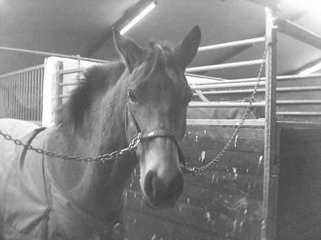 Connemara Disney's Fedtmule SOLGT - SMID EN BEDØMMELSE ! :D  billede 4