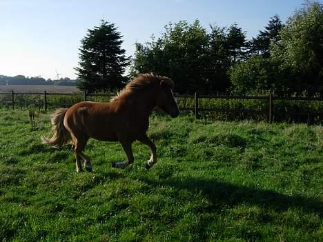 Islænder Pytla fra Hjortedal - Pytla i galop på vej in fra fold! <3 billede 3