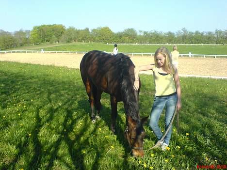 Connemara Disney's Fedtmule SOLGT - SMID EN BEDØMMELSE ! :D  billede 7