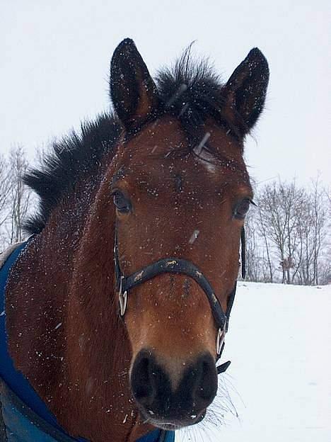 Connemara Disney's Fedtmule SOLGT - SMID EN BEDØMMELSE ! :D  billede 8