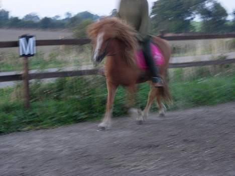 Islænder Pytla fra Hjortedal - Pytla og min mor i trav -undskyld at det er så rystet! billede 4