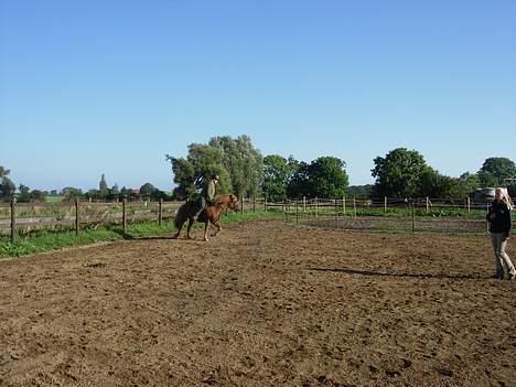 Islænder Pytla fra Hjortedal - I trav til endags kurset på Stald Kyhl! billede 5