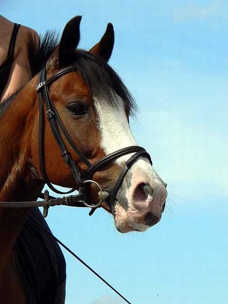 Anden særlig race Sharon (solgt) billede 3