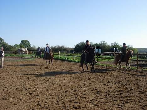 Islænder Pytla fra Hjortedal - Pytla længst til højre! <3  billede 6