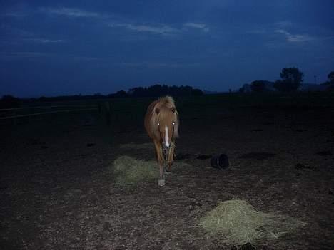 Islænder Pytla fra Hjortedal - Pytla spiser sin aftensmad i skumringstiden <3 billede 7