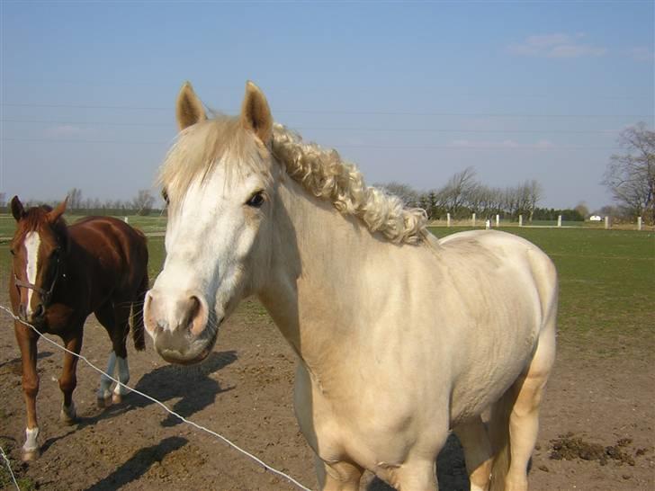 Anden særlig race Butterfly<3 billede 19