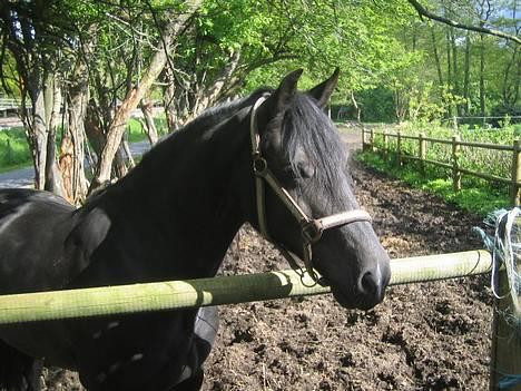 Welsh Cob (sec D) Dorthealyst Blacky billede 14