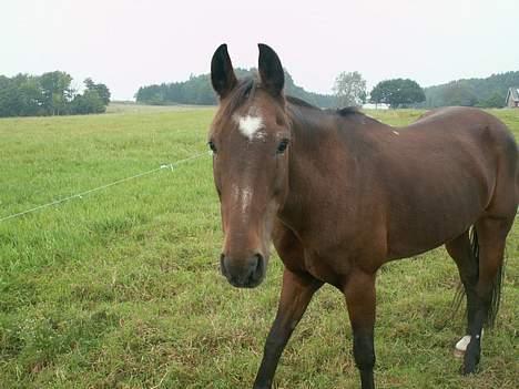 New Forest Henderson Sierra  - Heeey billede 7