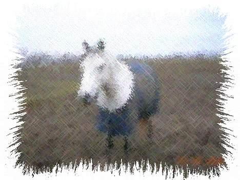 Welsh Pony af Cob-type (sec C) Bjerregårds Laban <33  - 16/ billede 15