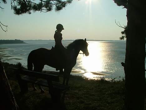 New Forest Oudelands Turbo - foto Marie F billede 5