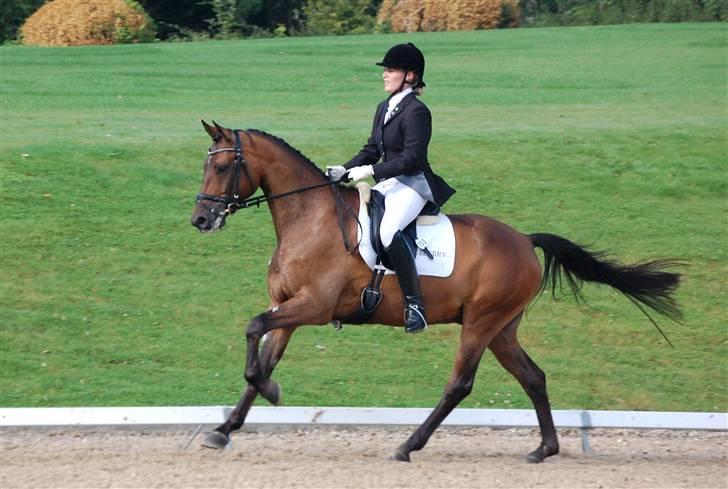 Trakehner Burberry - Broholm, august 2008 billede 19