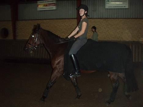 Dansk Varmblod candis viftrup(solgt) billede 8