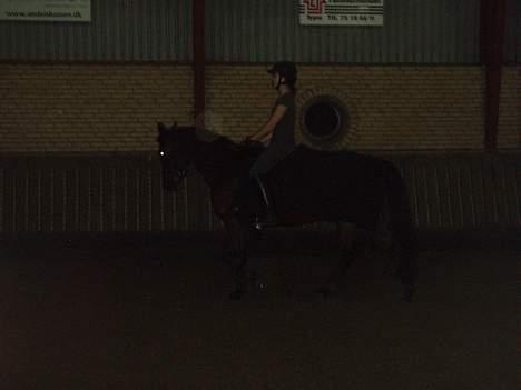 Dansk Varmblod candis viftrup(solgt) billede 9