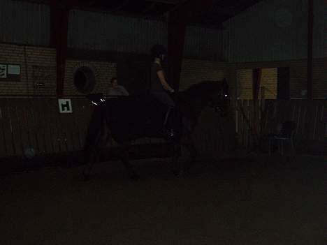 Dansk Varmblod candis viftrup(solgt) billede 10