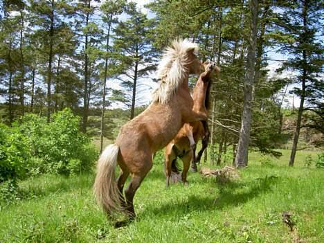 Islænder Ás fra Blesastöðum - 3. jun. 2006 Hingstefold, Glitnir og jeg var ikke helt enige om hvem der skulle bestemme billede 20