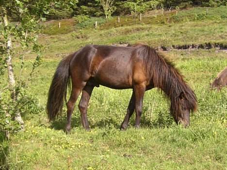 Islænder Trausti fra Søstrup SOLGT - 7/7 2006 Hingstefold, mmmmm lækkert med noget frisk græs billede 14