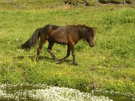 Islænder Trausti fra Søstrup SOLGT - 7/7 2006 Hingstefold billede 15