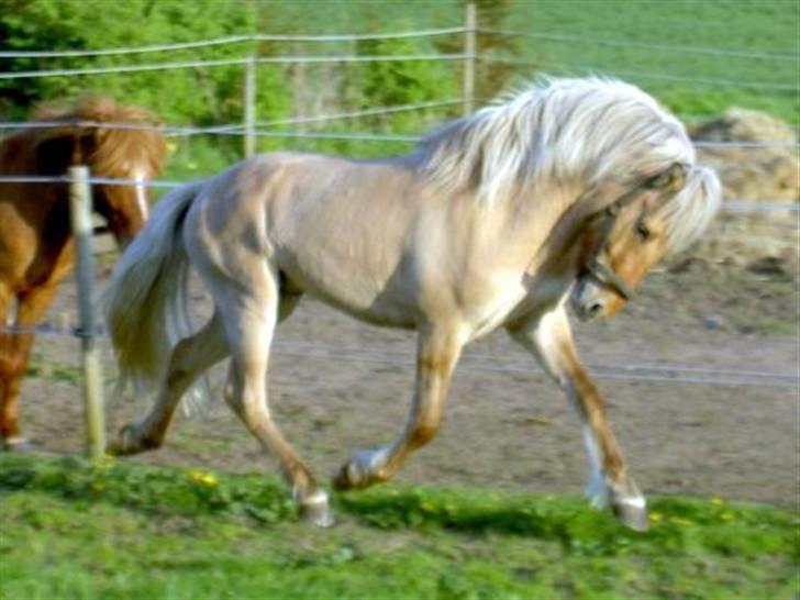 Islænder Gullfeti frá Árbakka - 29/6 2008 Løssluppen leg på folden billede 5