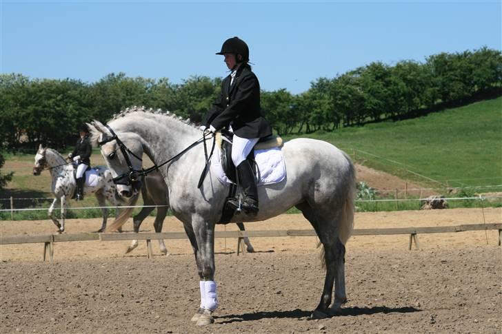 Anden særlig race Miss Furio - Stævne på BOS billede 12