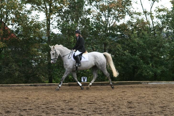 Anden særlig race Miss Furio - Stævne på tougård opvarmning billede 13