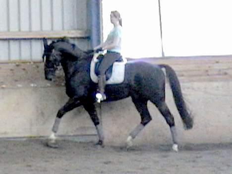 Dansk Varmblod Golden Star billede 9