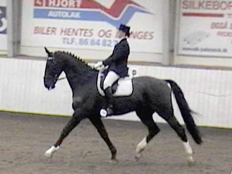 Dansk Varmblod Golden Star billede 11