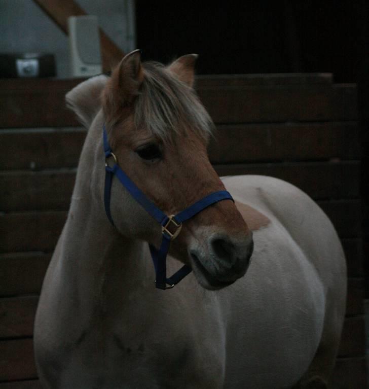 Fjordhest Charlie <3  - foto: Jacqueline Tversted- Tusind tak (: billede 3